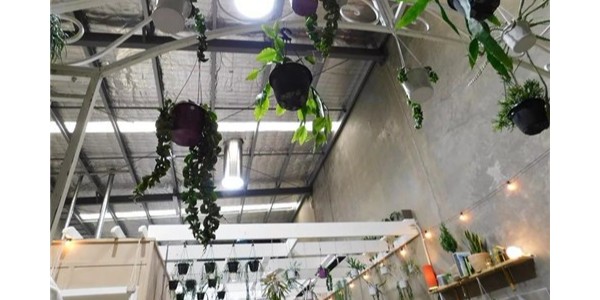 導光管創(chuàng)新植物室內(nèi)栽培照明零能耗技術(shù)