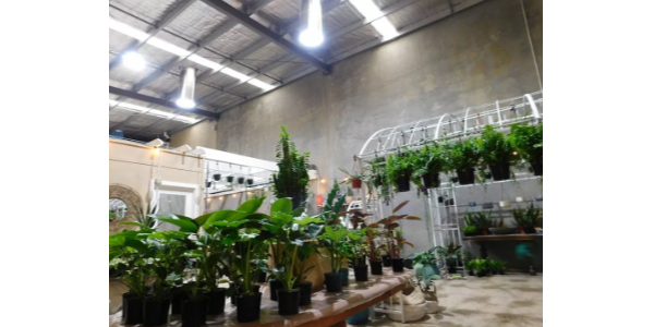 索樂(lè)圖導(dǎo)光管照明系統(tǒng)——零照明能耗的室內(nèi)栽培解決方案