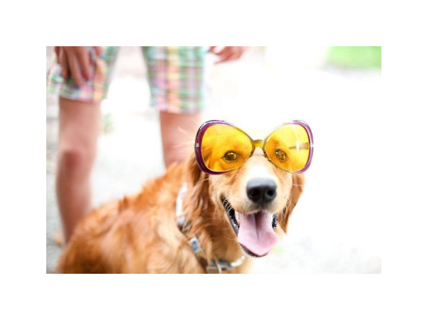 你知道嗎？你的寵物比你更需要自然光