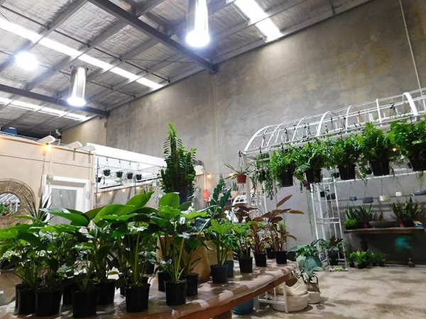 索樂圖導光管為你詮釋，自然光對植物和人的積極影響